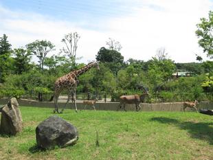 どんな動物かな？