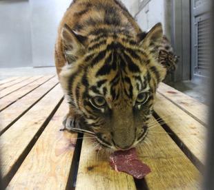 子育て情報-32(体重を測定しました)