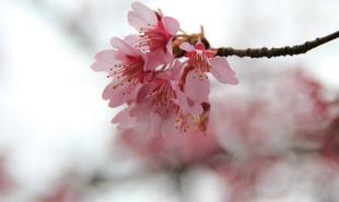 ＊桜情報＊　オカメザクラに注目!!