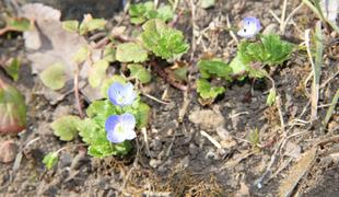 お花の見どころ情報です。