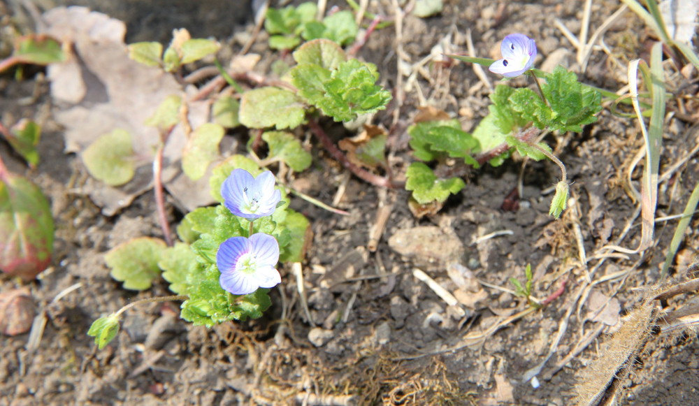 お花の見どころ情報です。の写真