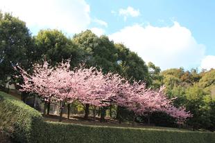 カワヅザクラが満開です！