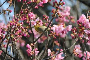 ＊桜情報＊　メジロに注目！？