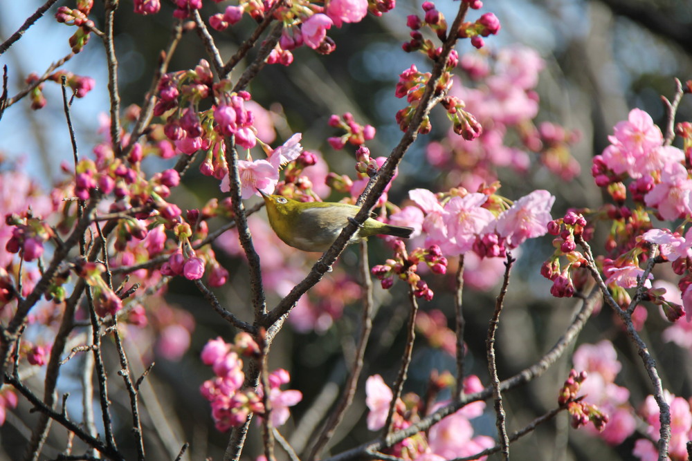 *桜情報* メジロに注目!?の写真