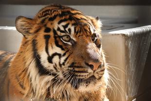 お待たせしました！　今回はガンター特集です