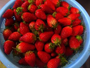 チンパンジーの春祭り