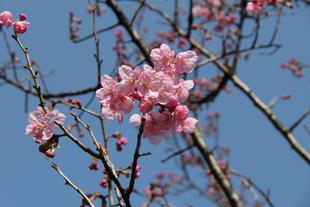 ＊桜情報＊　さくらんぼの木に注目！！