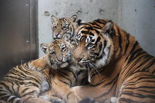 子育て情報-36(体重を測定しました)