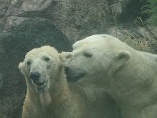 くまが違えば...