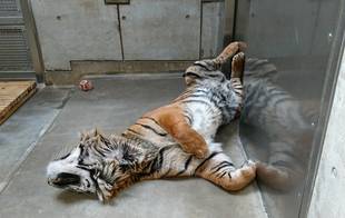 ガンターの寝室