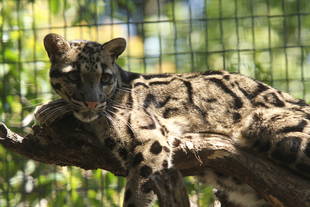 流石！　ウンピョウ！！