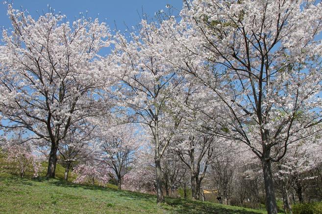 桜情報 ビューティフル Sakura 桜開花 よこはま動物園ズーラシア公式サイト 公益財団法人 横浜市緑の協会