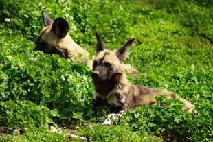 6兄弟の名前は・・・