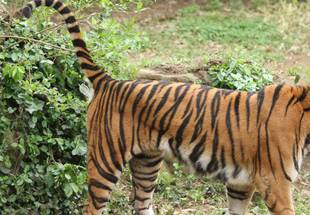 マーキングに忙しい日々