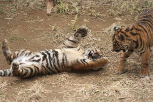 子育て情報-40（ゴロゴロするのは？？）