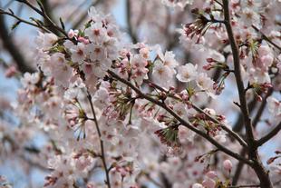 *桜情報* ソメイヨシノが満開です