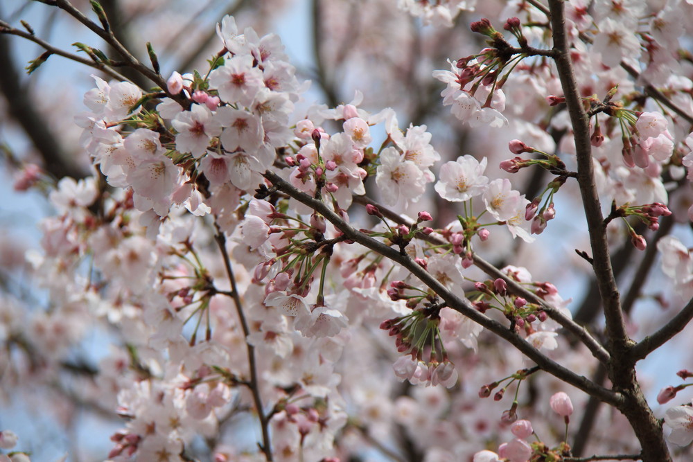 *桜情報* ソメイヨシノが満開ですの写真
