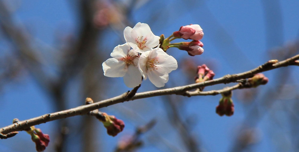 *桜情報* ソメイヨシノ、ついに開花・・・!!の写真