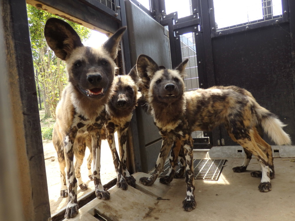 リカオンからおしらせの写真