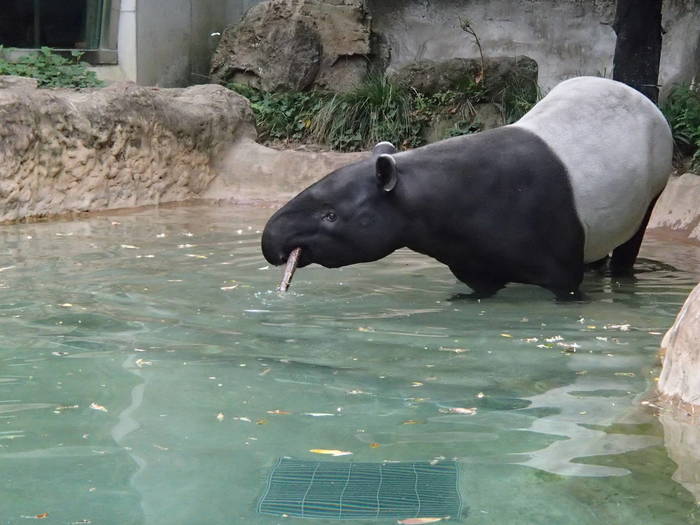 【飼育日誌】バク４.jpgのサムネイル画像