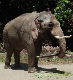 春の味覚、入りました！