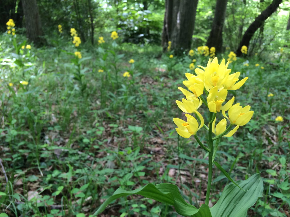 キンラン開花しました!の写真