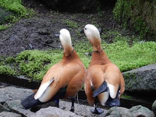 いつでもいっしょ