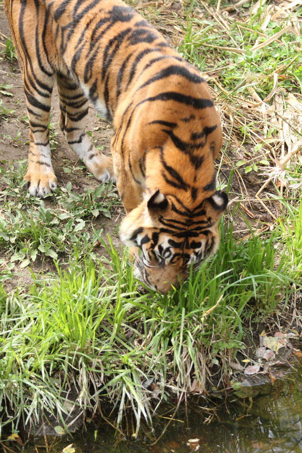 草を食べる理由の写真
