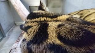 コーラルの寝室を・・・