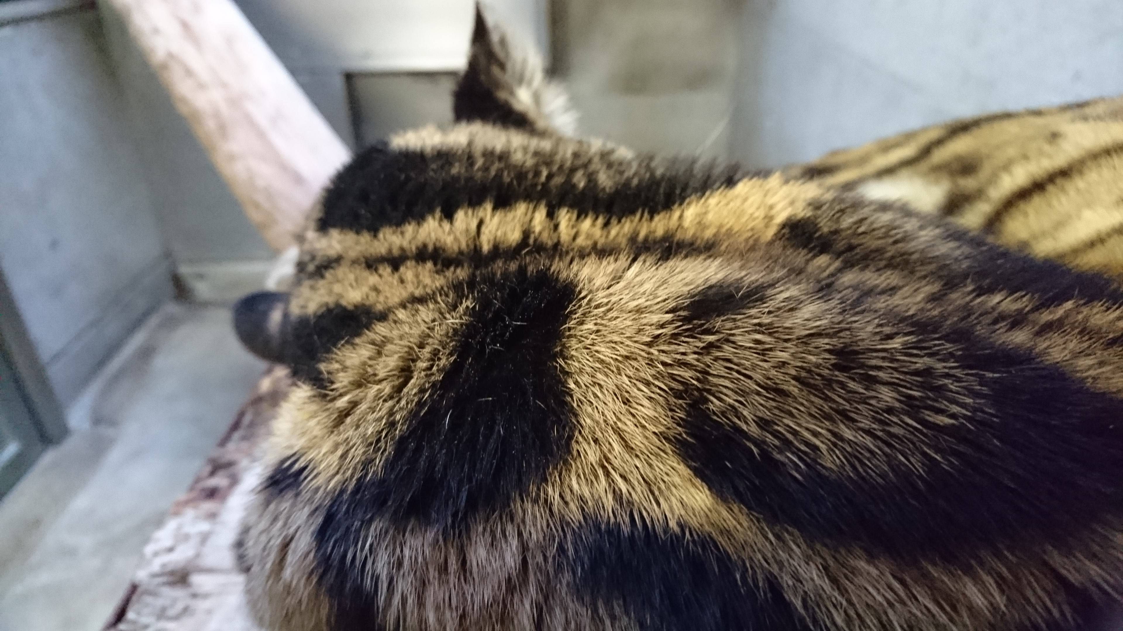 コーラルの寝室を・・・の写真