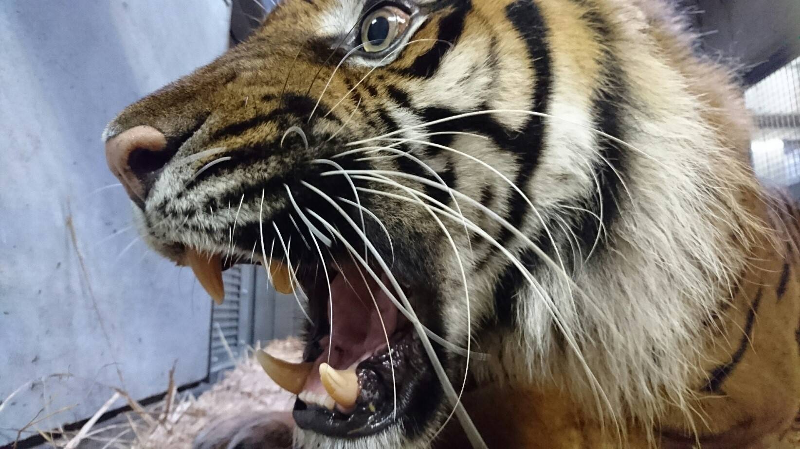 王者の迫力!の写真