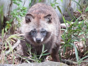 タヌキツ舎お誕生日会 ～第１弾～