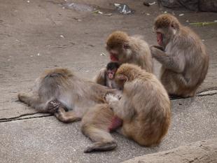 ニホンザルすくすく成長記②