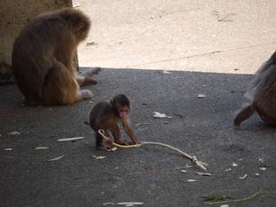 ニホンザルすくすく成長記③