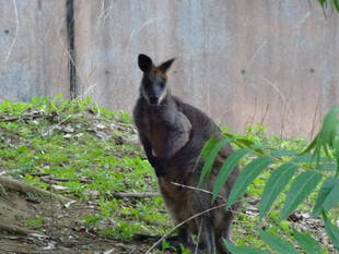 オグロワラビｰのトラジャ　ご帰還！
