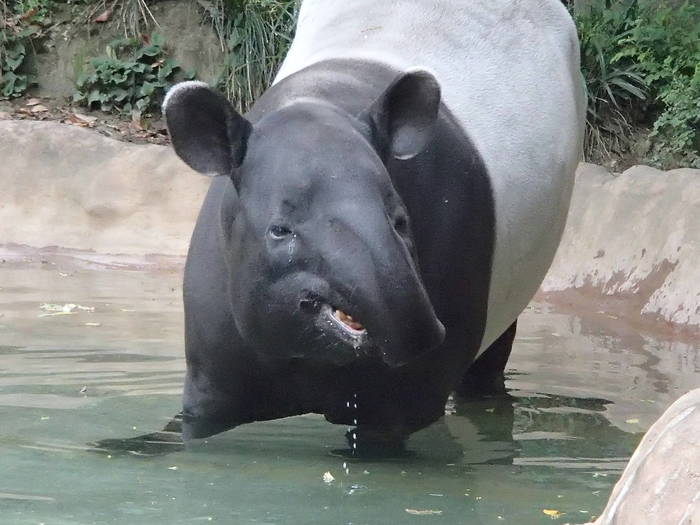 【飼育日誌】バク６.jpgのサムネイル画像