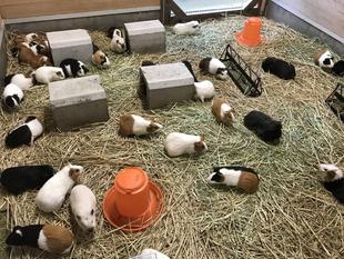 ある事が出来るようになりました！