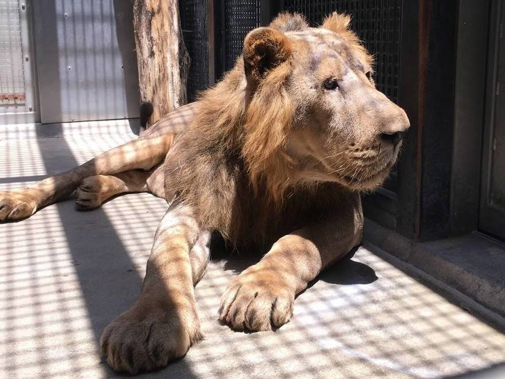 インドライオン「バドゥリ」がやってきました!の写真
