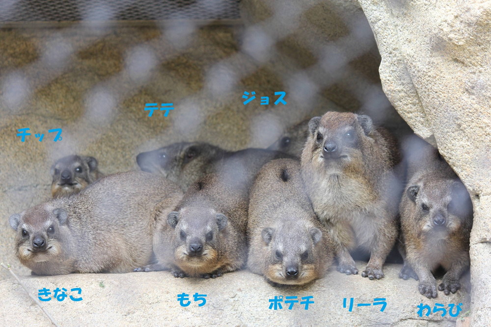 祝★1歳‼‼‼の写真