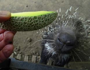 アフリカタテガミヤマアラシもめろめろメロン！
