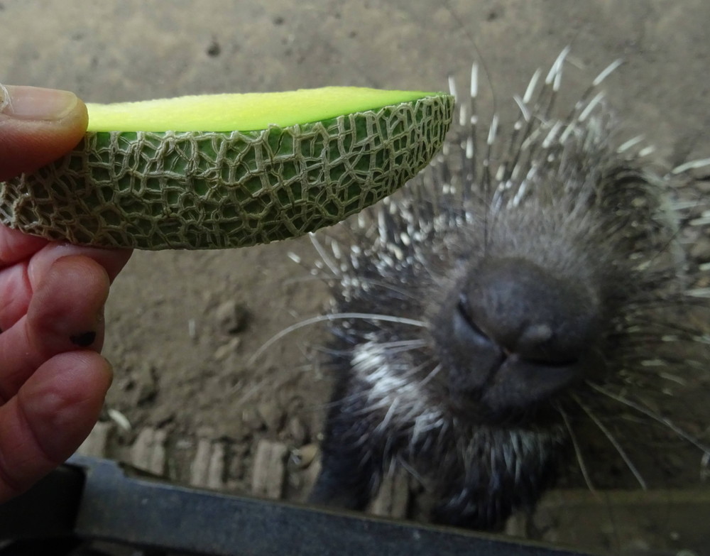 アフリカタテガミヤマアラシもめろめろメロン!の写真