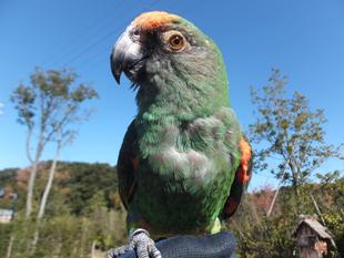 オウムとインコの日☆