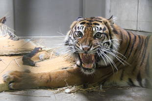 カリにも畳を！