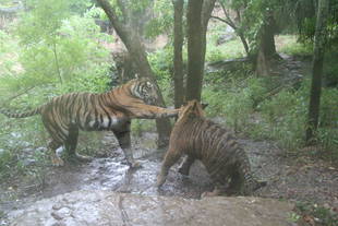 子育て情報-53（梅雨空になんか負けない！）