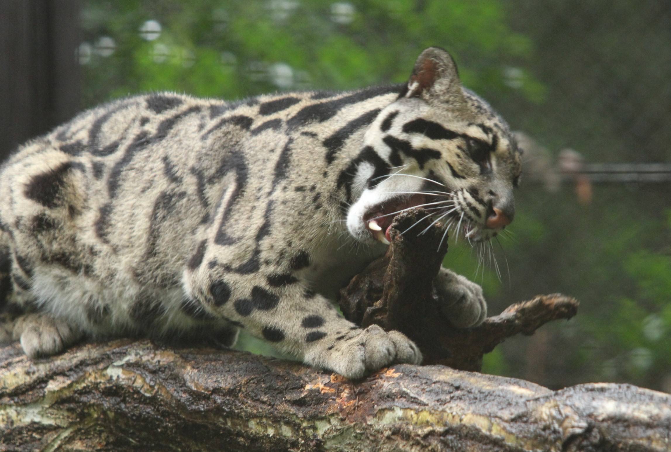 ウンピョウのタヤの写真