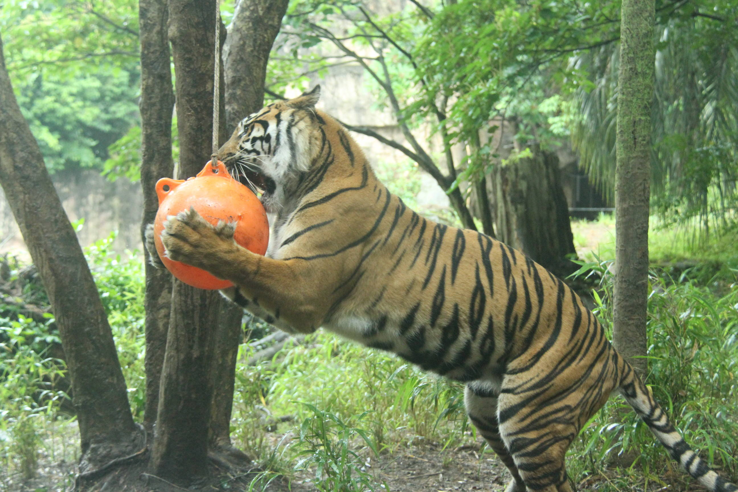 カリの誕生日にお祝いしました!の写真