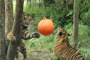 子育て情報-54（残り物でも嬉しい！）