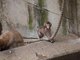 ニホンザルすくすく成長記④