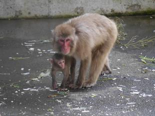ニホンザルすくすく成長記⑤