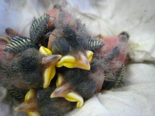 あなたはだれ？